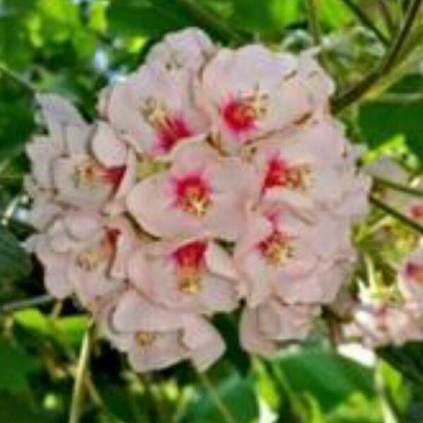 Dombeya borraginea Flor