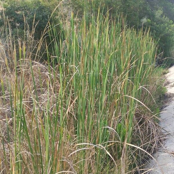 Typha domingensis Foglia