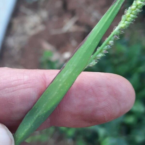 Echinochloa colonum Hostoa