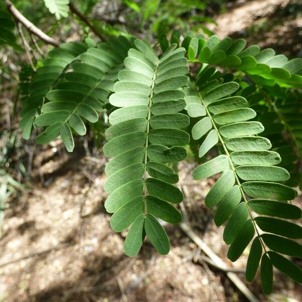 Tamarindus indica Levél