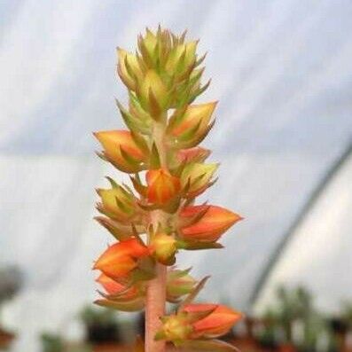 Echeveria viridissima Flor