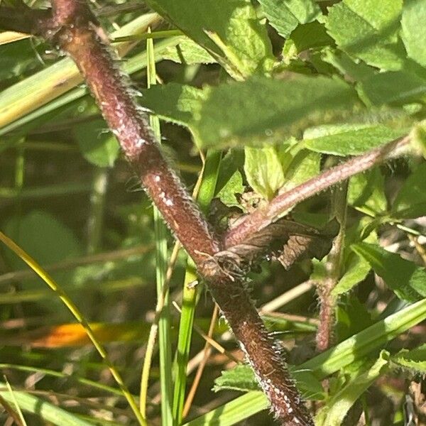 Ononis spinosa Bark