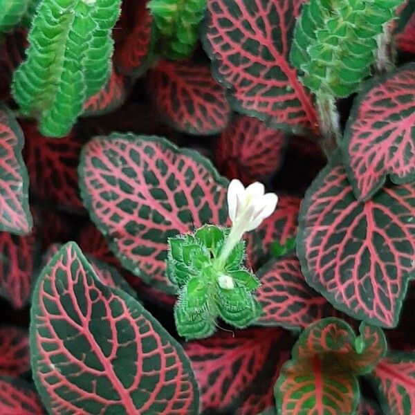 Fittonia albivenis ഇല