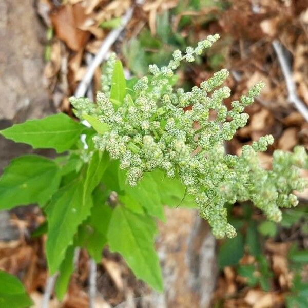 Chenopodium album Folha