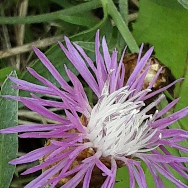 Centaurea napifolia Fiore