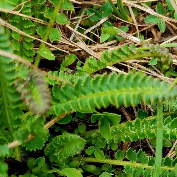 Pedicularis oederi Leaf