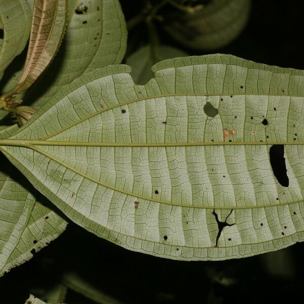 Miconia rubescens List