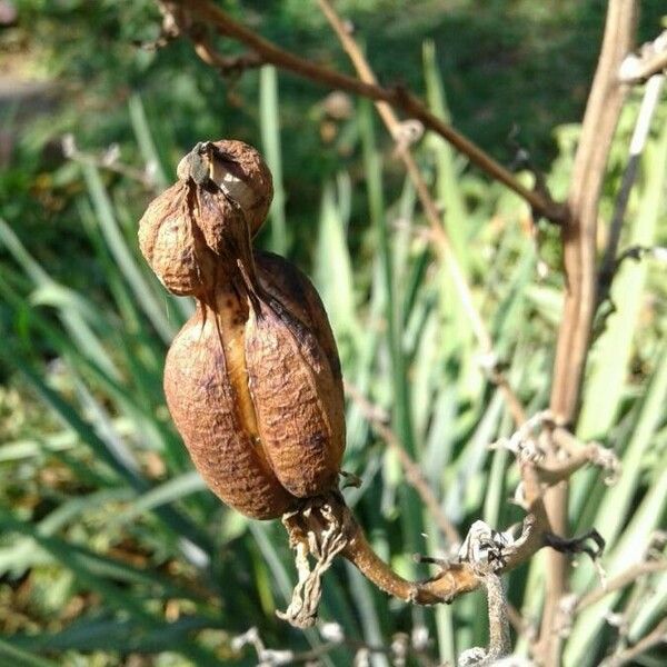 Yucca rupicola Frugt