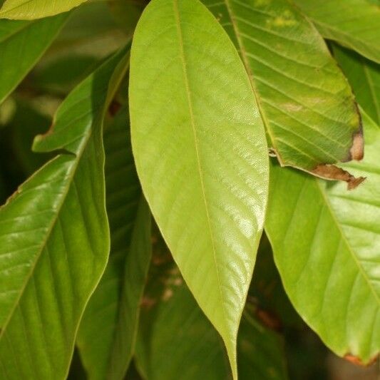 Michelia champaca Leaf