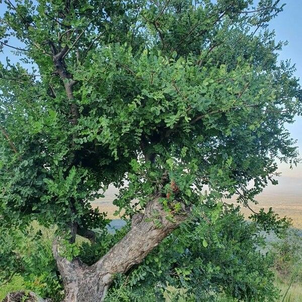 Sclerocarya birrea Pokrój