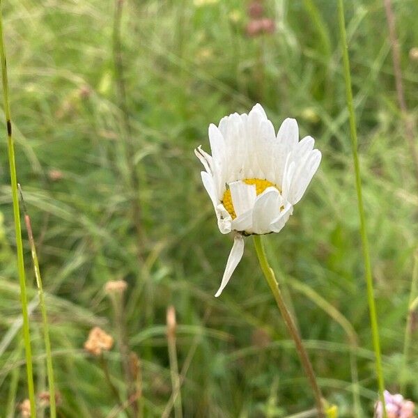 Anthemis arvensis പുഷ്പം