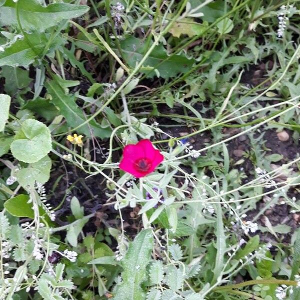 Linum grandiflorum Flower