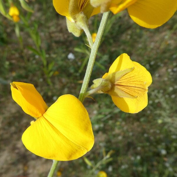 Crotalaria juncea Flor