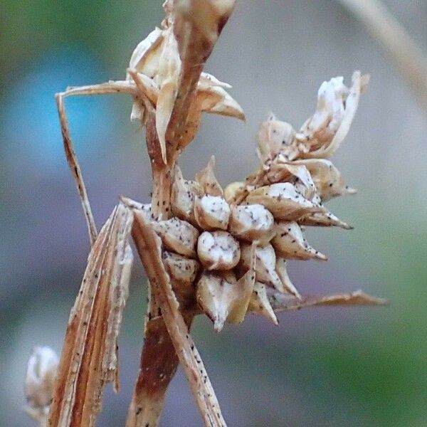 Carex oederi Φρούτο