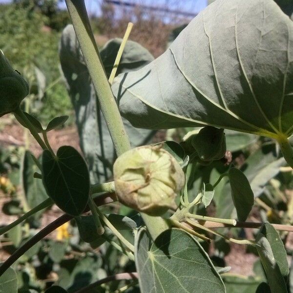 Abutilon exstipulare Frucht