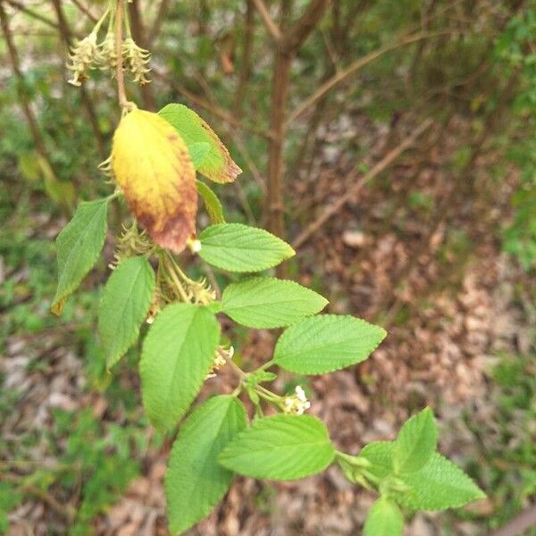 Lippia origanoides Листок