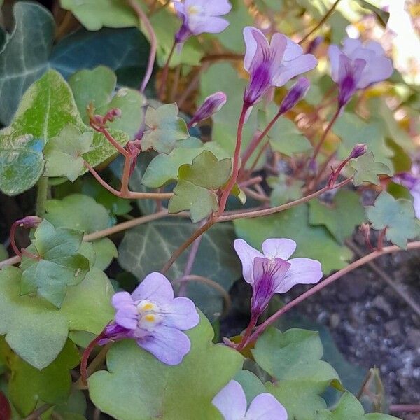 Cymbalaria muralis Flower