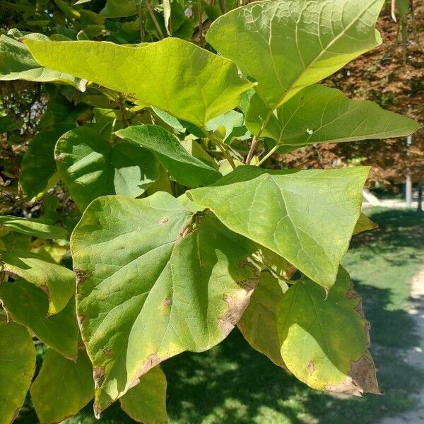 Catalpa ovata Leht