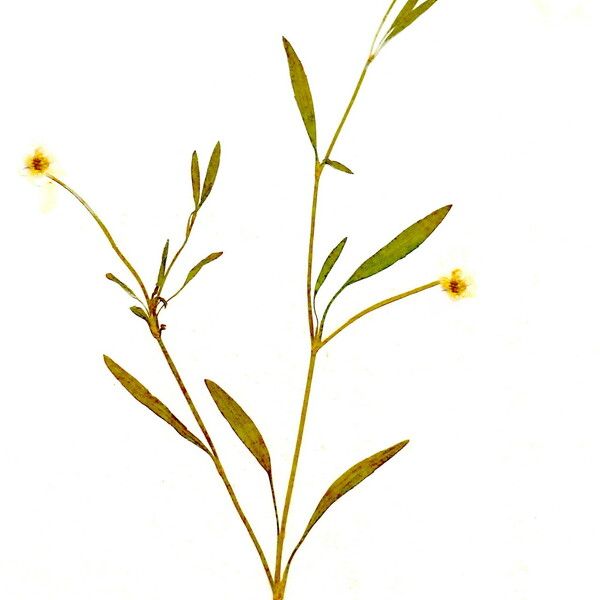 Ranunculus flammula Flower