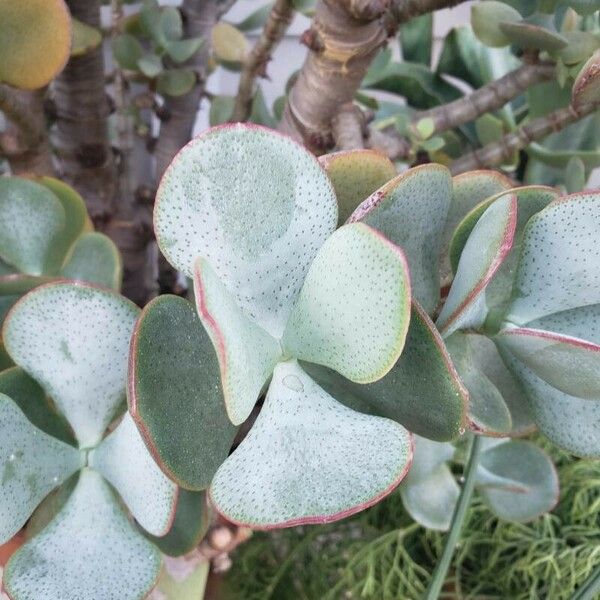 Crassula arborescens 葉