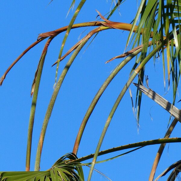 Washingtonia filifera Flower