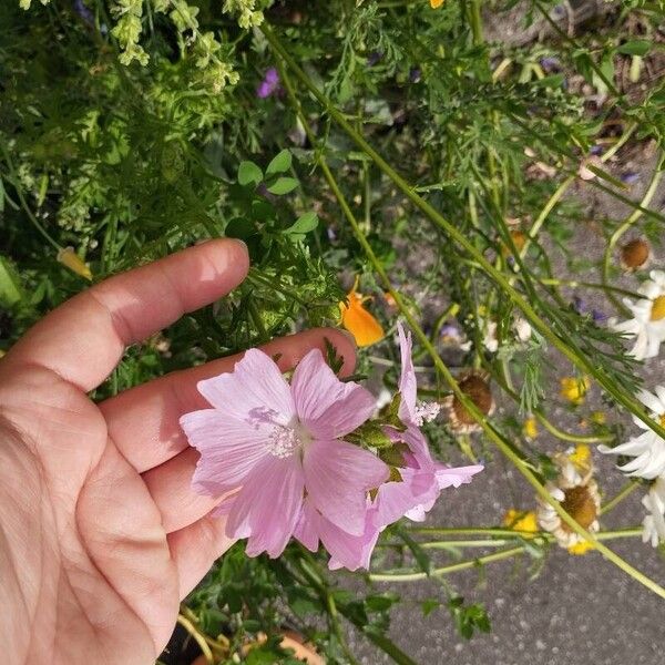 Malva alcea Floro