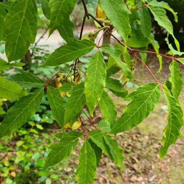 Acer triflorum Leaf