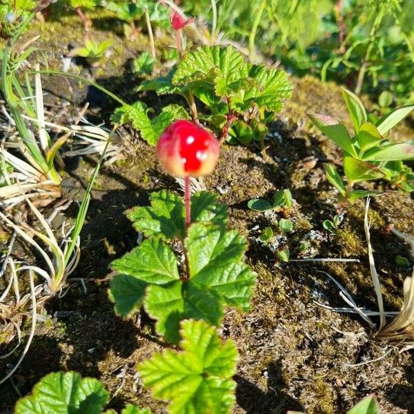 Rubus chamaemorus Φρούτο