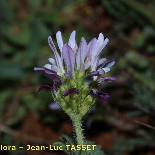 Astragalus glaux Virág