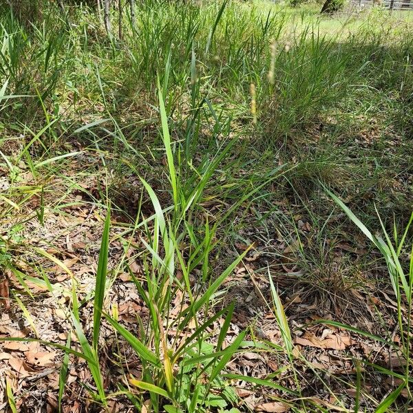 Urochloa eminii Natur