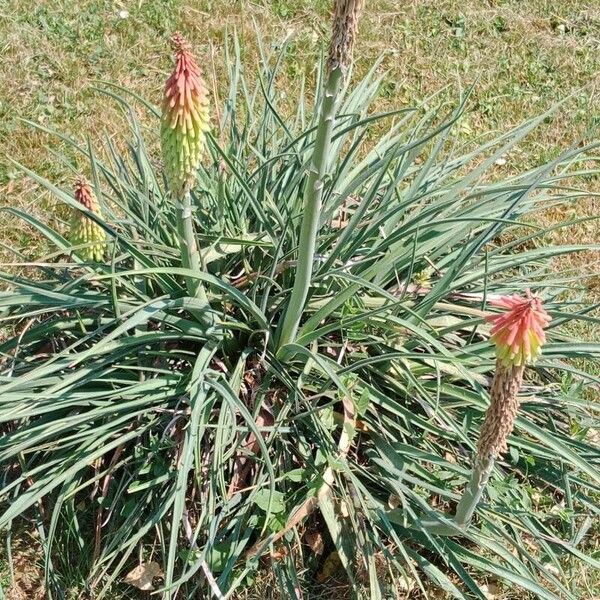 Kniphofia uvaria Flower