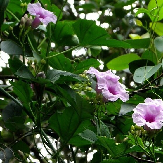Ipomoea mauritiana Flower