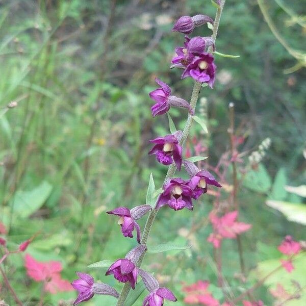 Epipactis atrorubens Flower