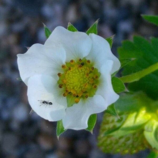 Fragaria × ananassa Квітка