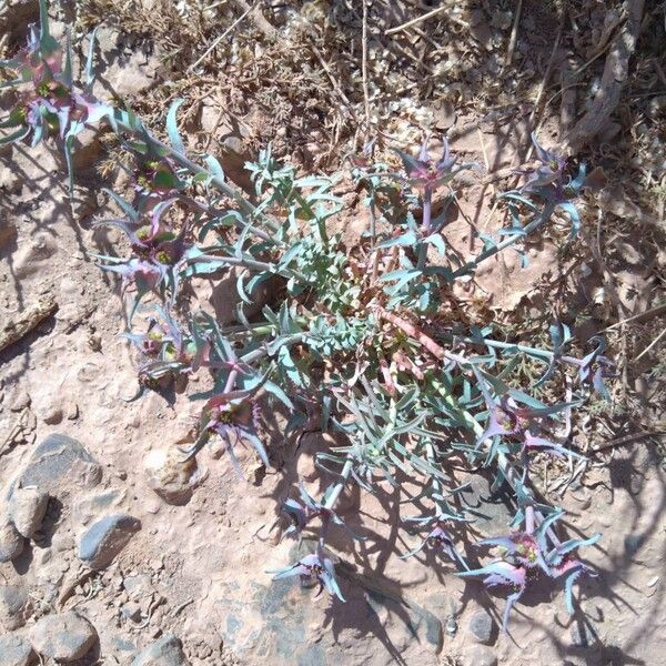 Euphorbia retusa Habit