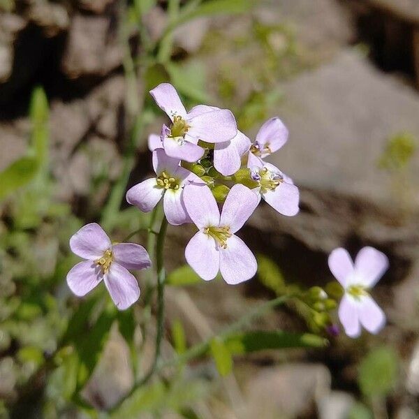 Arabidopsis arenosa Kvet