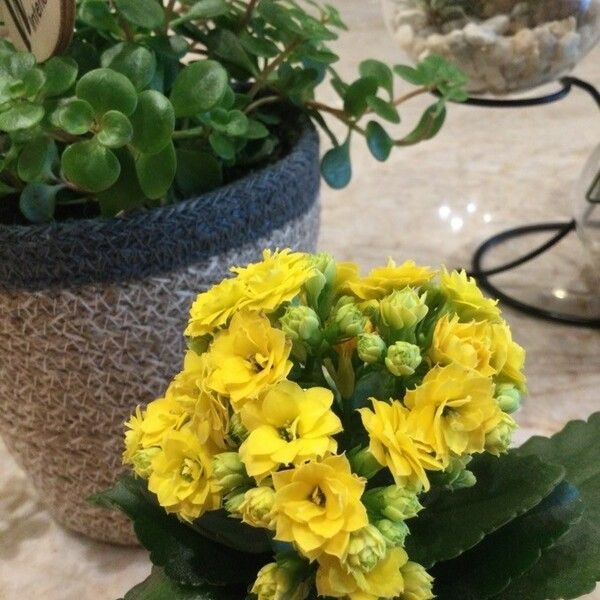 Kalanchoe blossfeldiana Fiore