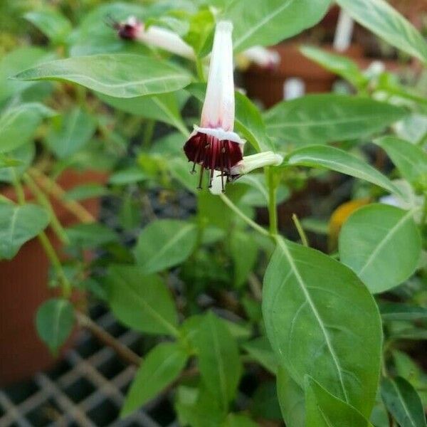 Cuphea ignea Flower