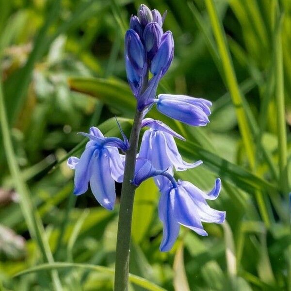 Hyacinthoides hispanica Květ