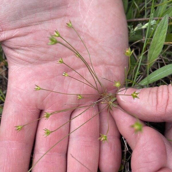 Androsace elongata Blomst