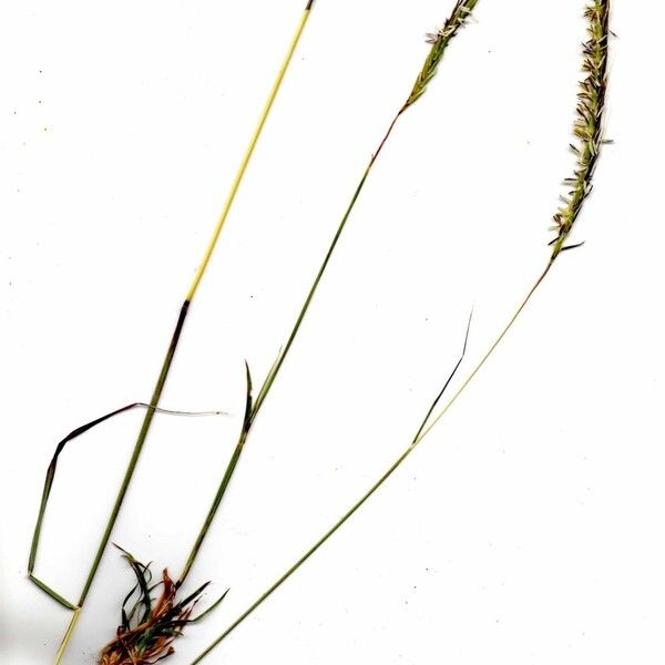 Heteropogon contortus Other