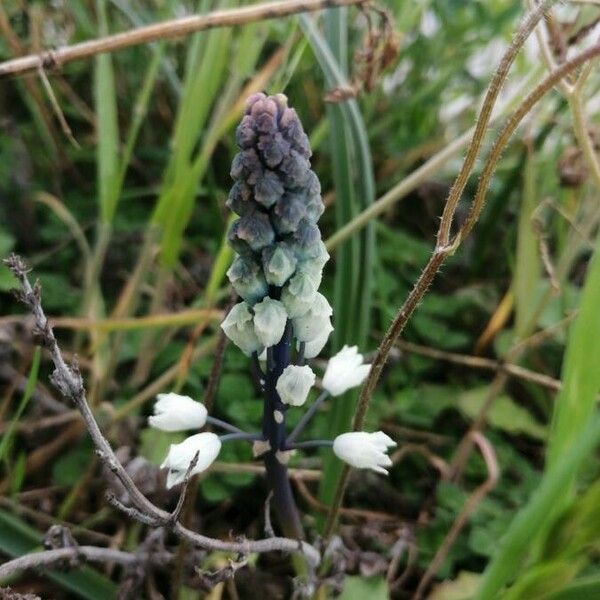 Bellevalia romana Flors