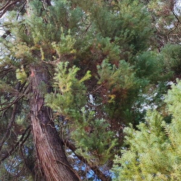 Juniperus formosana Vivejo