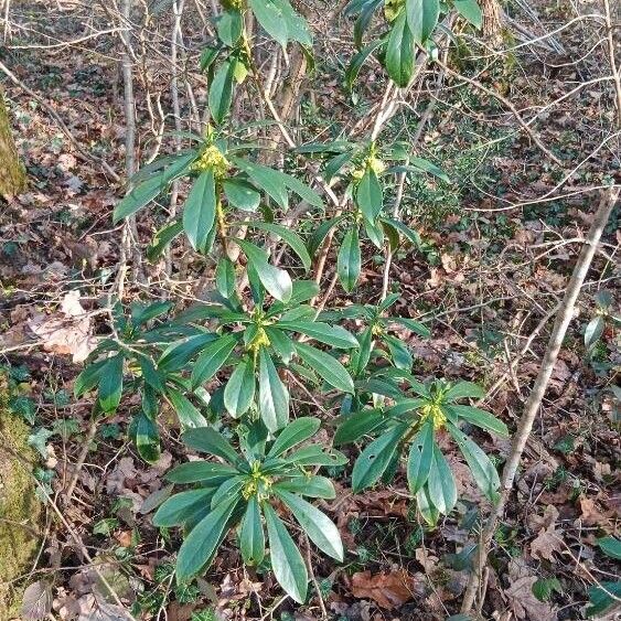 Daphne laureola 整株植物