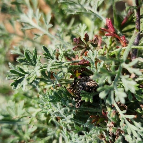 Artemisia scoparia Yaprak