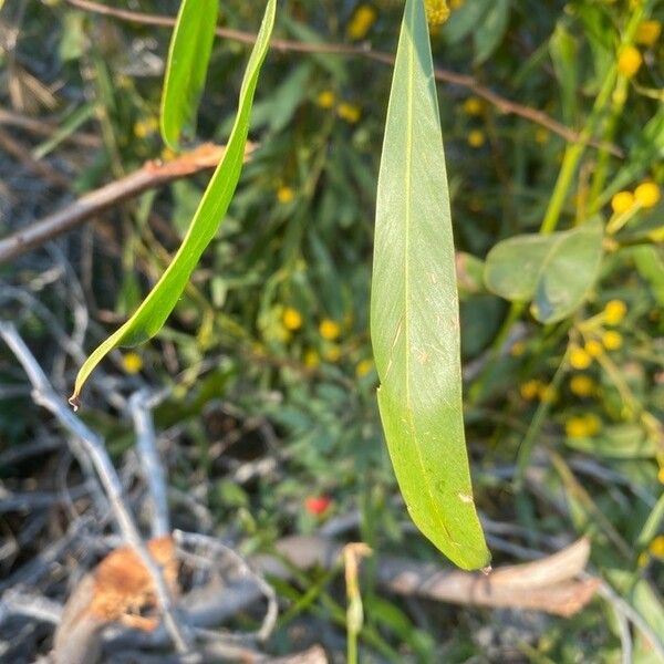 Acacia saligna Φύλλο