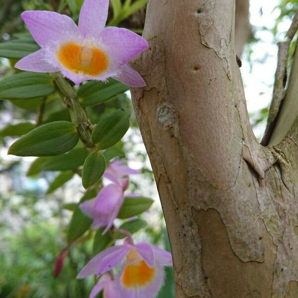 Dendrobium loddigesii ᱵᱟᱦᱟ