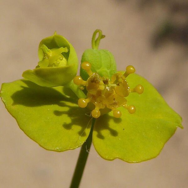 Euphorbia biumbellata (Clustered spurge)