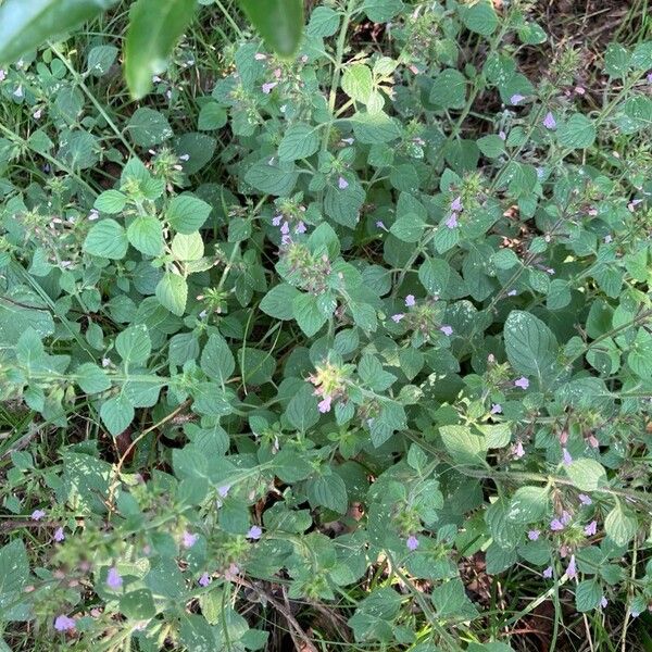 Clinopodium nepeta Folha