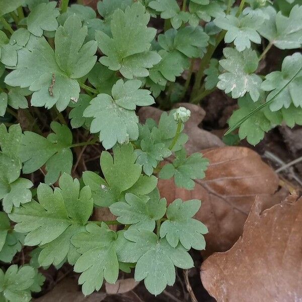 Adoxa moschatellina Leaf